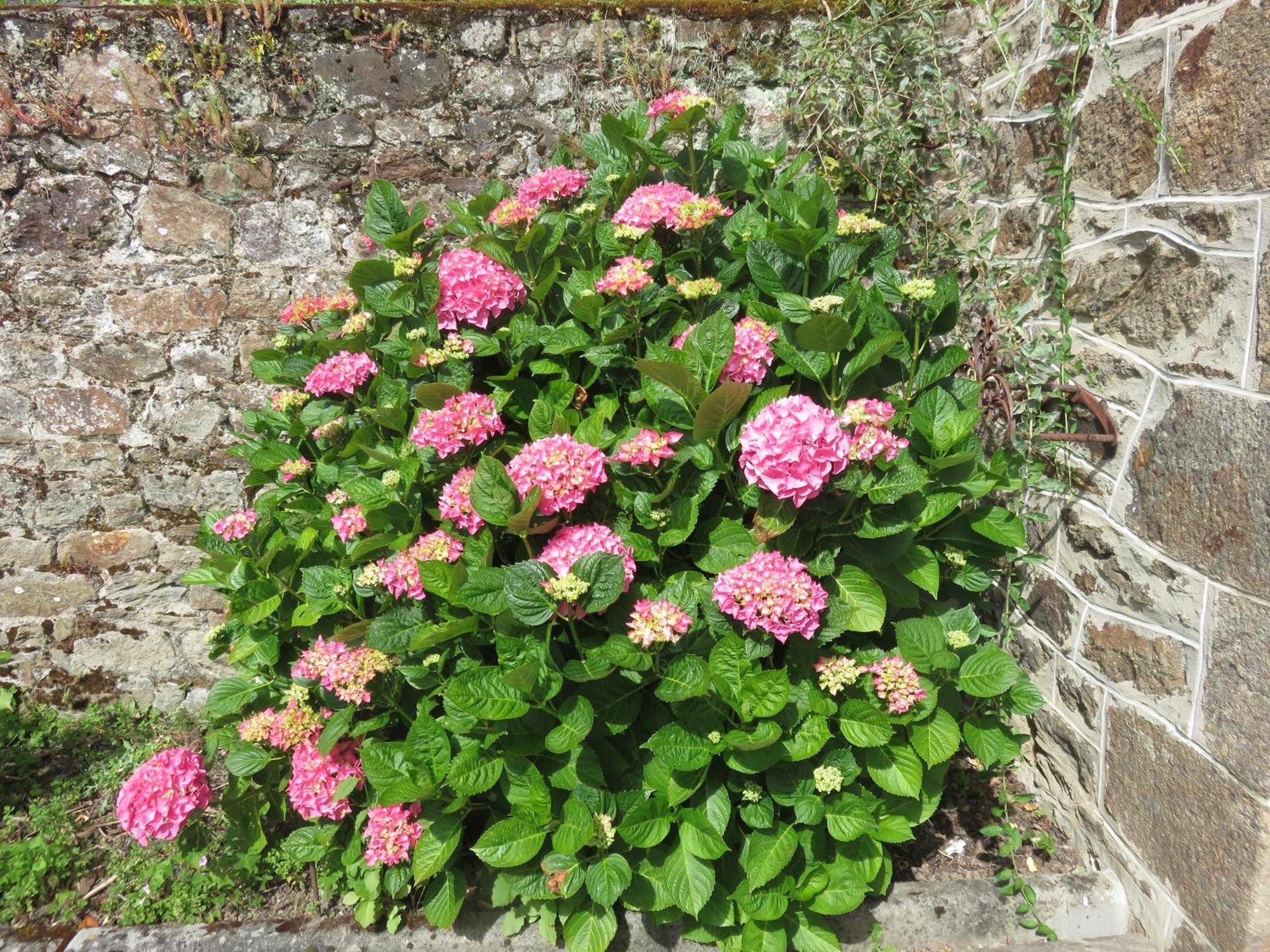 Le Jardin à Mordreuc Pleudihen-sur-Rance Exterior foto